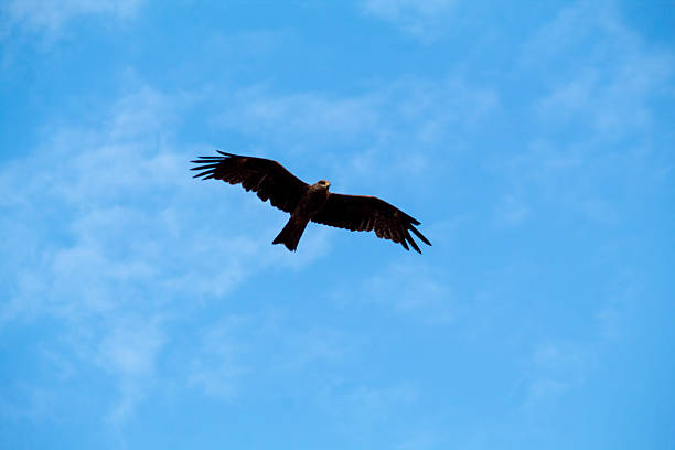 Short-toed snake eagle soaring while holding a snake in its beak against a clear sky