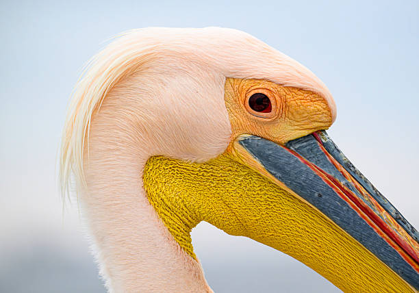 Exotic bird Pelecanus onocrotalus.