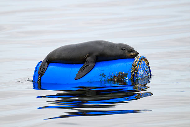 Fur seal relaxing on a buoy in Walvis Bay in the Atlantic Ocean in Namibia