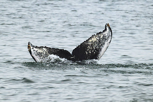 Tail fluke of a humpback whale (megaptera novaeangliae) in the Atlantic ocean