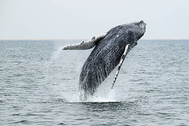 Breaching humpback whale (megaptera novaeangliae) in the Atlantic Ocean at Walvis Bay in Namibia