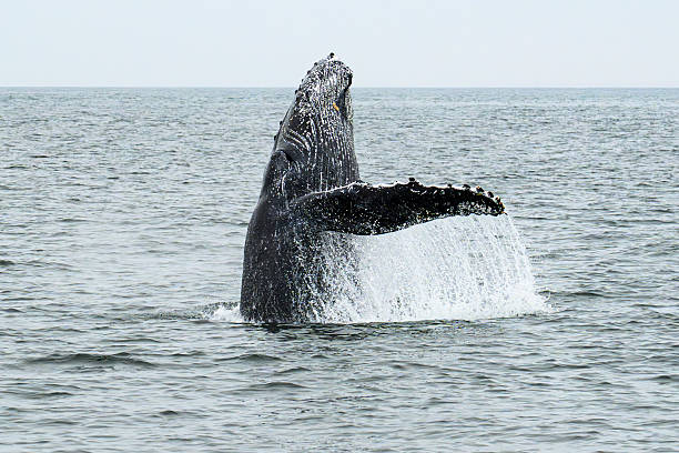 Breaching humpback whale (megaptera novaeangliae) in the Atlantic Ocean at Walvis Bay in Namibia