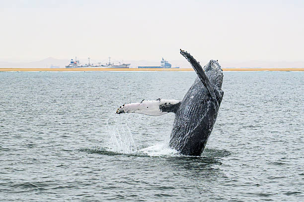 Breaching humpback whale (megaptera novaeangliae) in the Atlantic Ocean at Walvis Bay in Namibia