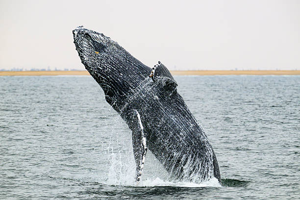 Breaching humpback whale (megaptera novaeangliae) in the Atlantic Ocean at Walvis Bay in Namibia