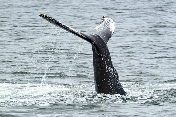 A humpback whale raises its powerful tail over the ocean water. The whale sprays water. Scientific name: Megaptera novaeangliae. Iceland.