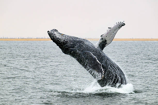 Breaching humpback whale (megaptera novaeangliae) in the Atlantic Ocean at Walvis Bay in Namibia