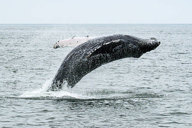 Breaching humpback whale (megaptera novaeangliae) in the Atlantic Ocean at Walvis Bay in Namibia