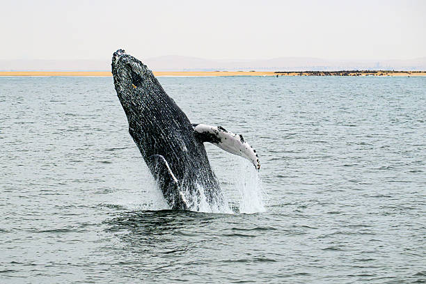 Breaching humpback whale (megaptera novaeangliae) in the Atlantic Ocean at Walvis Bay in Namibia