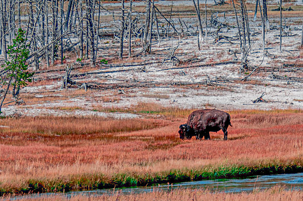 Outdoor scene showing a herd of buffalos in the late summer of 2003.