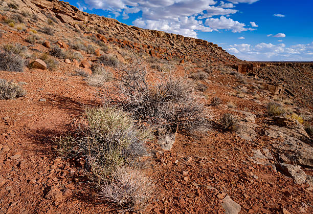 Aerial view of mature man hiking in desert landscape, Apache Junction, Arizona