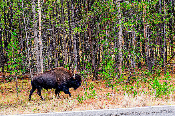 Yellowstone National Park, Wyoming Oct 11 thru Oct 06, 2011