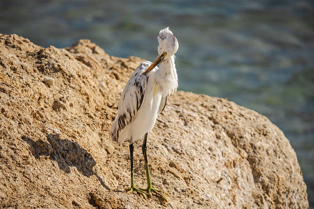 Eastern reef heron or Egretta sacra hunts for fish on a coastal reef of the Red Sea in Egypt