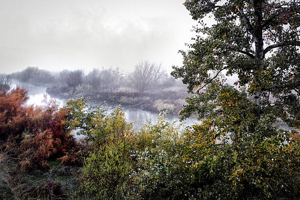 Vegetación y niebla junrto al rio Jarama. Titulcia. Maddrid.