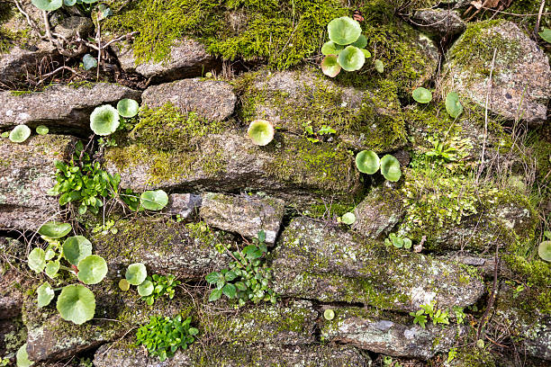 Dry stone wall showcasing natural texture with moss, lichen, and fresh green pennywort