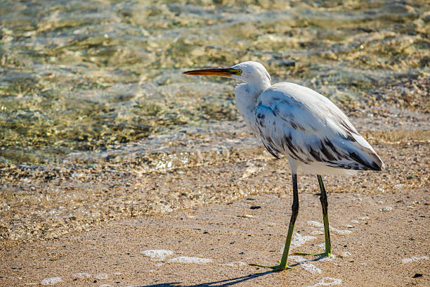 A heron stands on rocks by the ocean, holding a fish in its beak under a clear blue sky