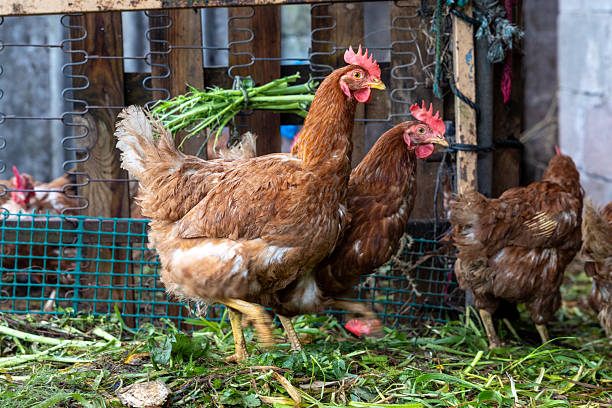 Poultry in chicken coop - Buenos Aires - Argentina