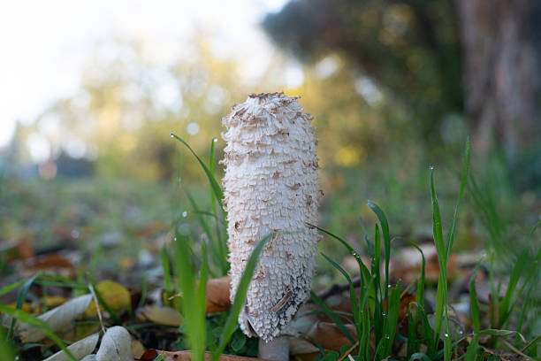 Coprinus comatus mushroom in green grass in autumn
