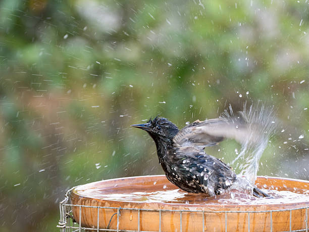 Two European starlings, sturnus vulgaris, bathing and splashing in a bird bath