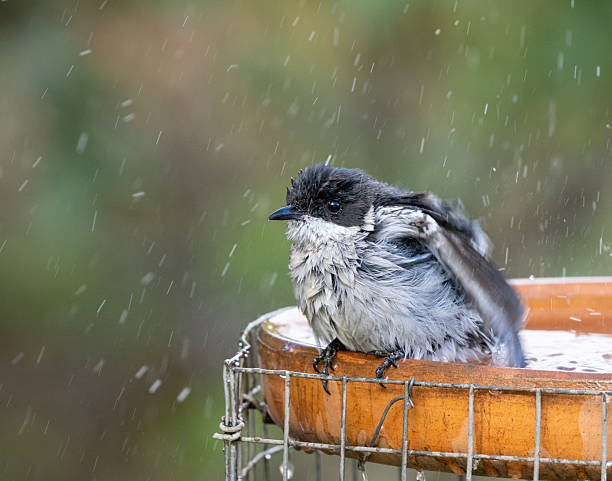 Southern Fiscal shrike splashes in a birdbath