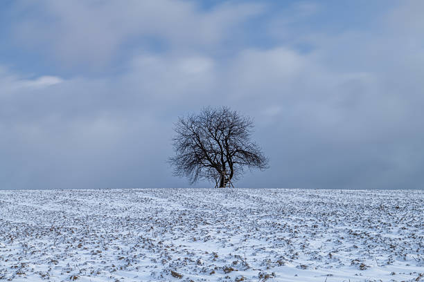 Color cherry tree alone in winter morning field with snow in mountains