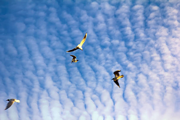 Many soaring birds while blue sky and enjoying stunning fleece cloud (altocumulus clouds). Black-headed gull (Larus ridibundus)