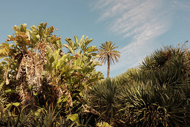 A serene outdoor scene featuring lush banana plants, spiky succulents, and a tall palm tree against a clear blue sky with wispy clouds, evoking subtropical tranquility. Stock photo