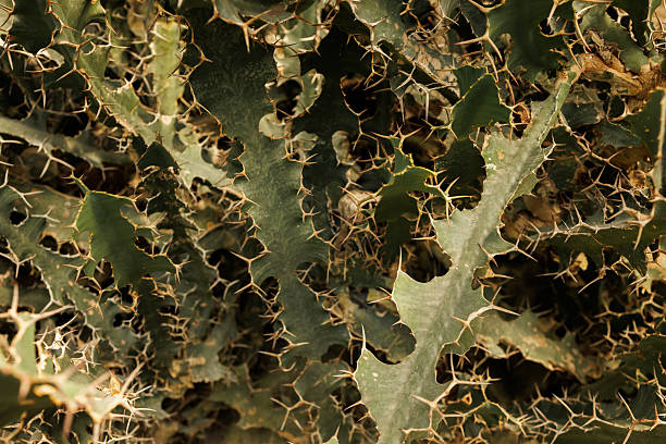 A close-up of intertwined green succulent stems with irregular wavy edges and numerous sharp spines, characteristic of the resilient Euphorbia horrida plant in arid environments. Stock photo