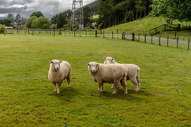 istock Three Woolly Sheep Grazing Green Pasture 2256923086