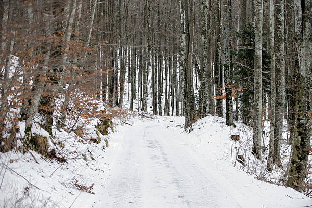European beech tree forest in winter time