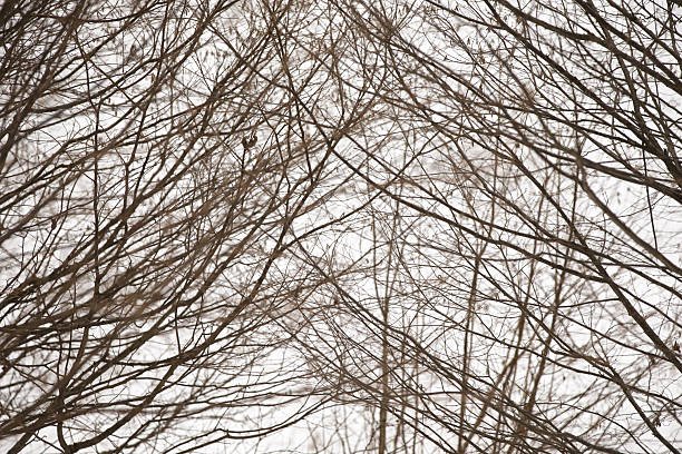 Vertical photography of the sky in the morning, under tree branches with the moon in the background.