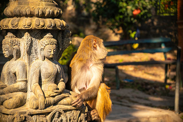Monkey sitting beside multiple Buddha sculptures at the Swayambhunath temple in Kathmandu