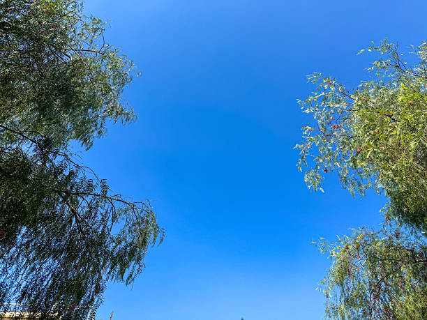 Schinus molle, Pepper tree canopy with red berries against blue sky, low angle view. Athens Greece