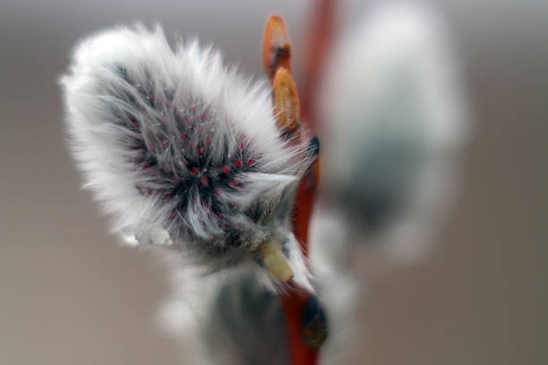 Willow tree branch.