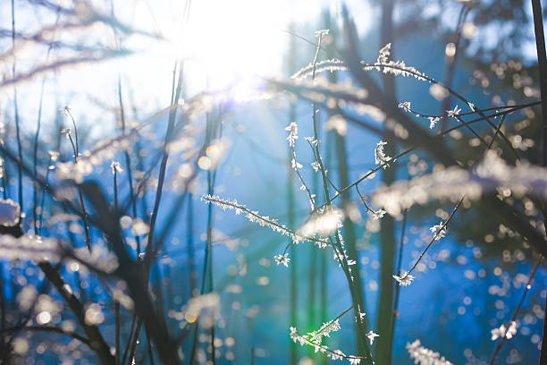 Frosty Twigs on a sunny Winter day