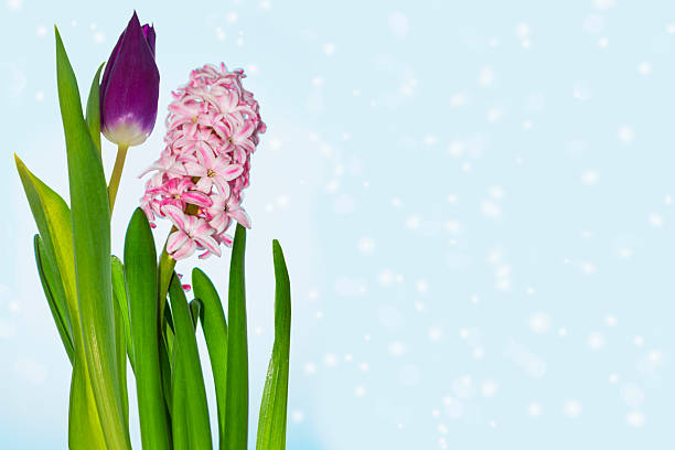Easter. Greeting card. Spring flower hyacinth and tulip. Floral arrangement. Space for text.