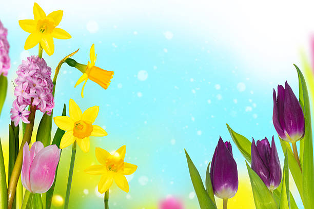 Close-up of a Meadow with multi-colored tulips, daffodils, hyacinths, and grape hyacinths in The Netherlands. Spring time