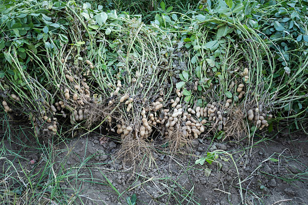Freshly harvested peanut plants with their roots and green foliage are lying on rich brown soil, exposing numerous peanuts attached, captured during a bright day in an agricultural field
