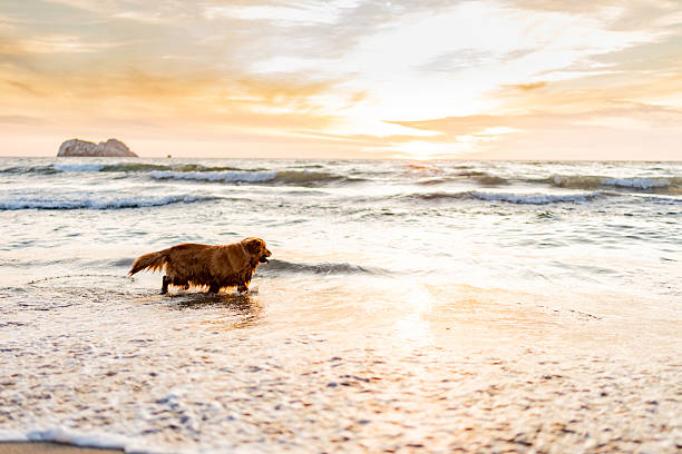 Golden retriever walking on the beach