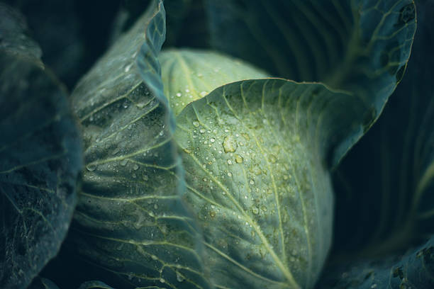 Fresh cabbage growing in a garden under morning dew in early spring