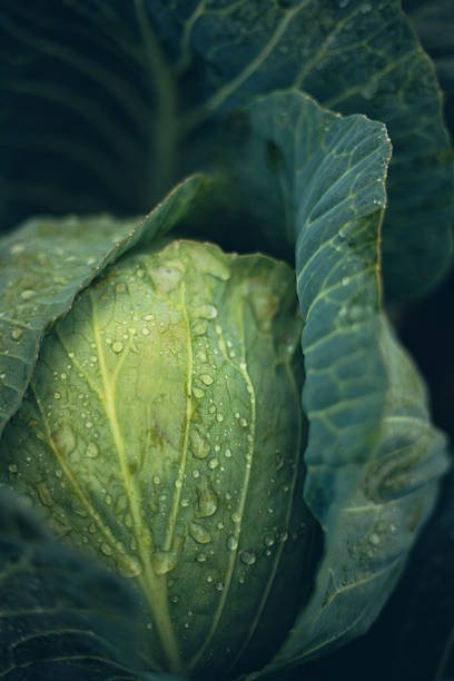 Fresh cabbage growing in a garden under morning dew in early spring