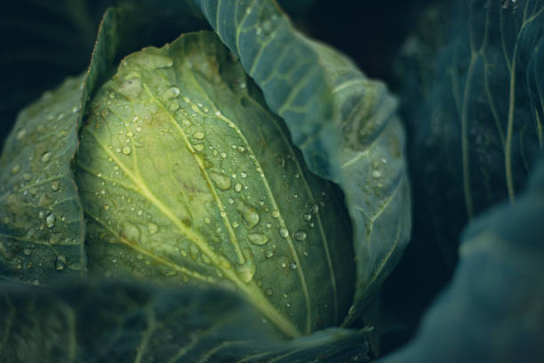Fresh cabbage growing in a garden under morning dew in early spring