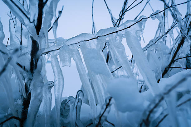Frozen tree forming iciles after the storm Hannes in Santalahti, Tampere, Finland