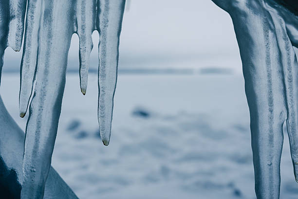 Natural ice sculptures hanging from plants in Tampere, Finland