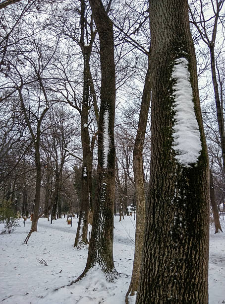 A tranquil winter park scene featuring tall, bare trees dusted with snow. Snow covers the ground, creating a quiet, serene atmosphere. The image emphasizes nature, stillness, and the beauty of a cold, wintry day in a wooded park.