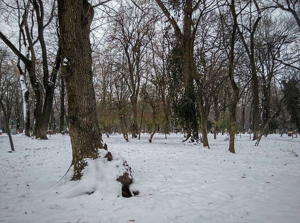 A tranquil winter park scattered with leafless trees and a blanket of fresh snow. The muted, overcast light enhances the calm, cold atmosphere, inviting quiet strolls and reflective moments in nature. Perfect for winter, outdoors, or landscape themes. Subtle textures of tree bark and snow create depth.