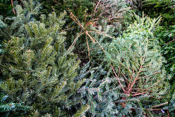 Much old dry used Christmas trees on the city street. Festively decorated outdoor. Background of green branchesof spruce.