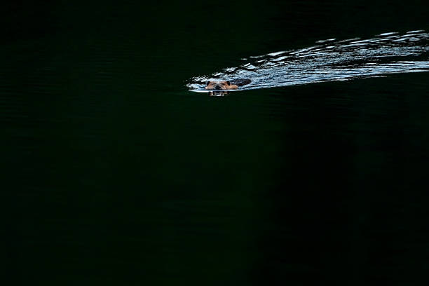 North American beaver (Castor canadensis) swimming towards the camera in dark water at dusk, Vancouver Island, British Columbia, Canada