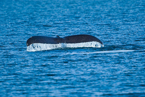 Humpback whale (Megaptera novaeangliae) fluking in summer near Telegraph Cove in the Johnstone Strait, British Columbia, Canada.