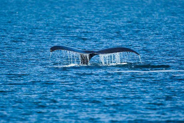 A whale breaching near mountains and lush green forests