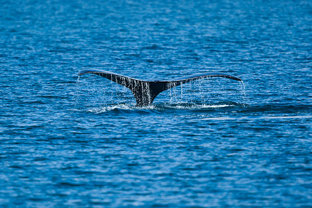 Humpback whale (Megaptera novaeangliae) fluking in summer near Telegraph Cove in the Johnstone Strait, British Columbia, Canada.